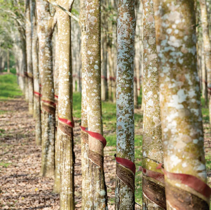 Rubber plantation